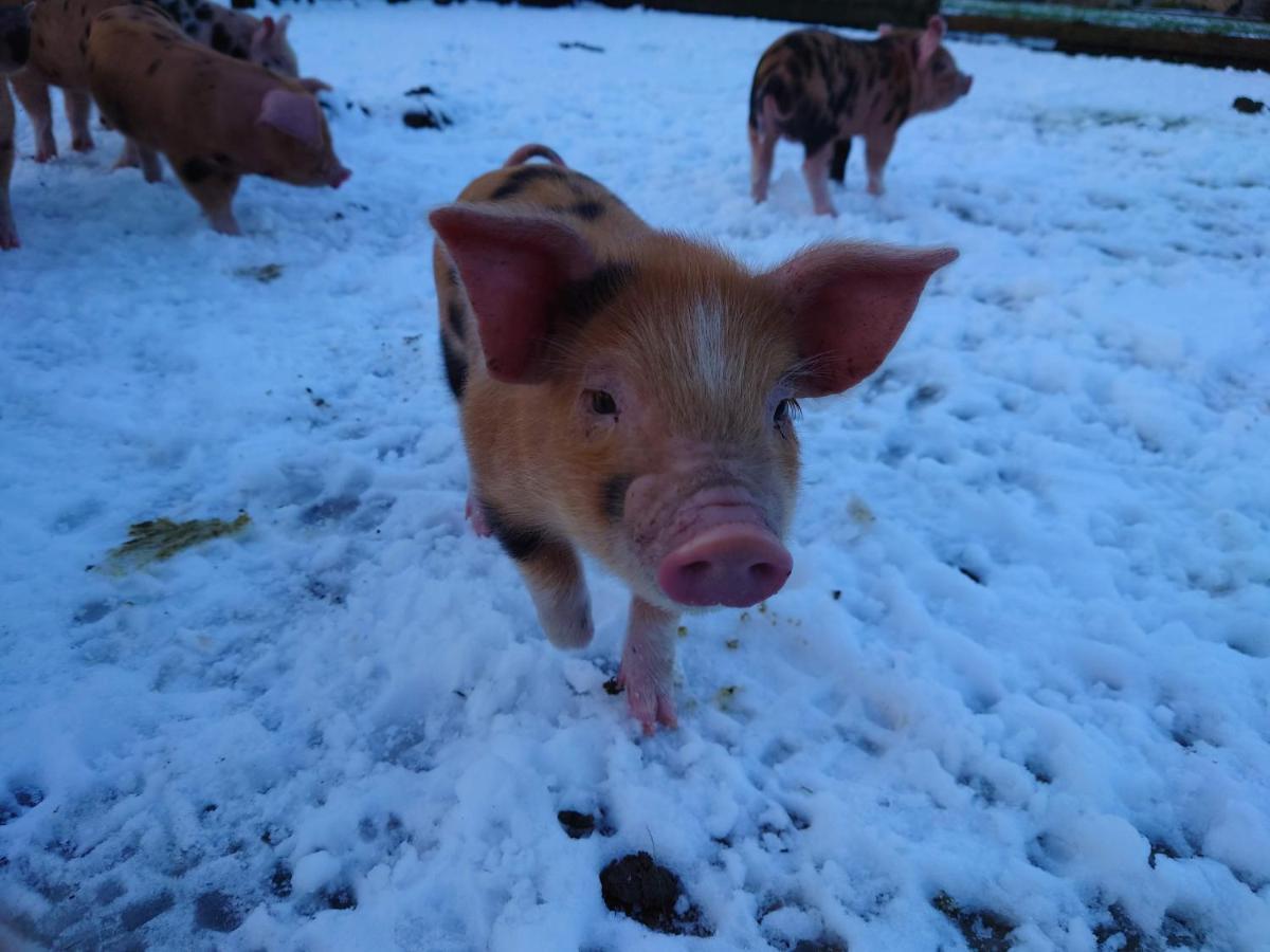 Bed and Breakfast The Byre North End Farm Ashton Keynes Екстер'єр фото