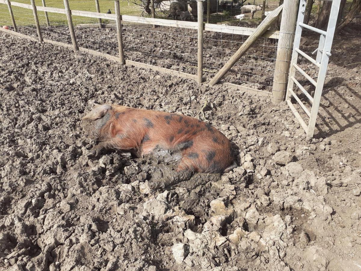Bed and Breakfast The Byre North End Farm Ashton Keynes Екстер'єр фото
