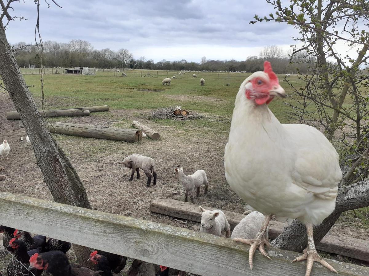 Bed and Breakfast The Byre North End Farm Ashton Keynes Екстер'єр фото